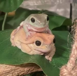 Fróggies