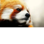 Red Panda Industries