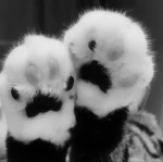Sparkle Paws
