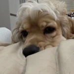 Just Create Community