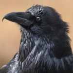 Crow Anime