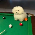 whats in that pepsi bottle