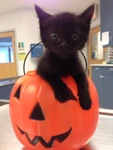 kawaii halloween