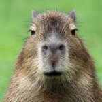 Capybaras To Power