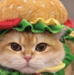 cheeseburgerscats