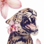 • aesthetic outfitters •