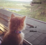 /kittyys