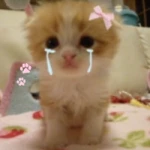 crykitty