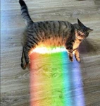 Nyan memz