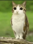 Owl Cat UGC