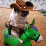 The most common Doge