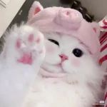 ୨ৎ Foreign Emotes ୨ৎ