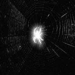spidah inc