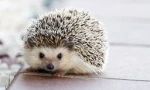 Hedgehog :>