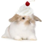 Usagi Bloom うさぎ