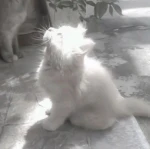 holyperson