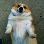 | Corgi Crew |