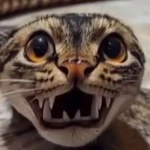 Cutest Emotes