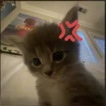 cutie kitty studio