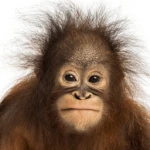 Orang outan