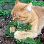 Catnip UGC