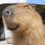 Capybara Game!