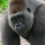Studio Gorilla