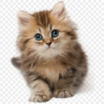 Headless Kitten