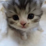 Meow(@_@)