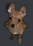 PerroWorks