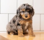 Poodles Animations
