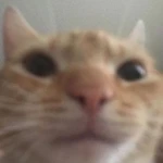 N4Tv's CatStore