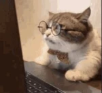 Cool Animations Group