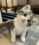 Emotes Shop