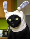 blindio