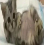 Kyutiipie