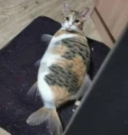 UGC Explorer - llaco77