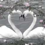 LUXR_